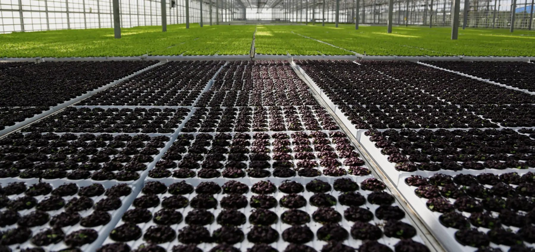 black polished pebbles 15 30mm