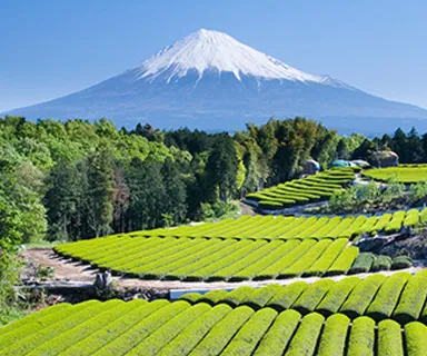 Innovative Designs in Concrete Cobblestone for Modern Landscaping Solutions