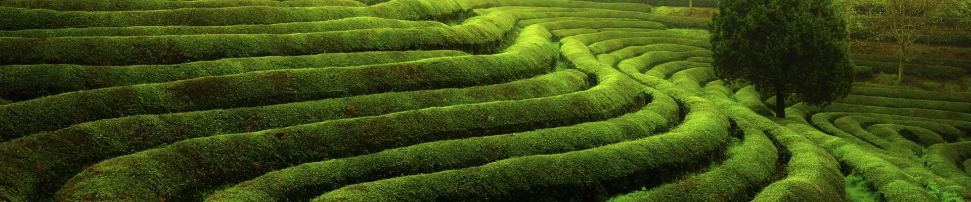 الحصى القديمة للبيع الحصى القديمة للبيع