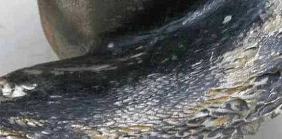 Top Manufacturers of High-Quality Submersible Slurry Pumps for Efficient Sludge Management Solutions Top Manufacturers of High-Quality Submersible Slurry Pumps for Efficient Sludge Management Solutions