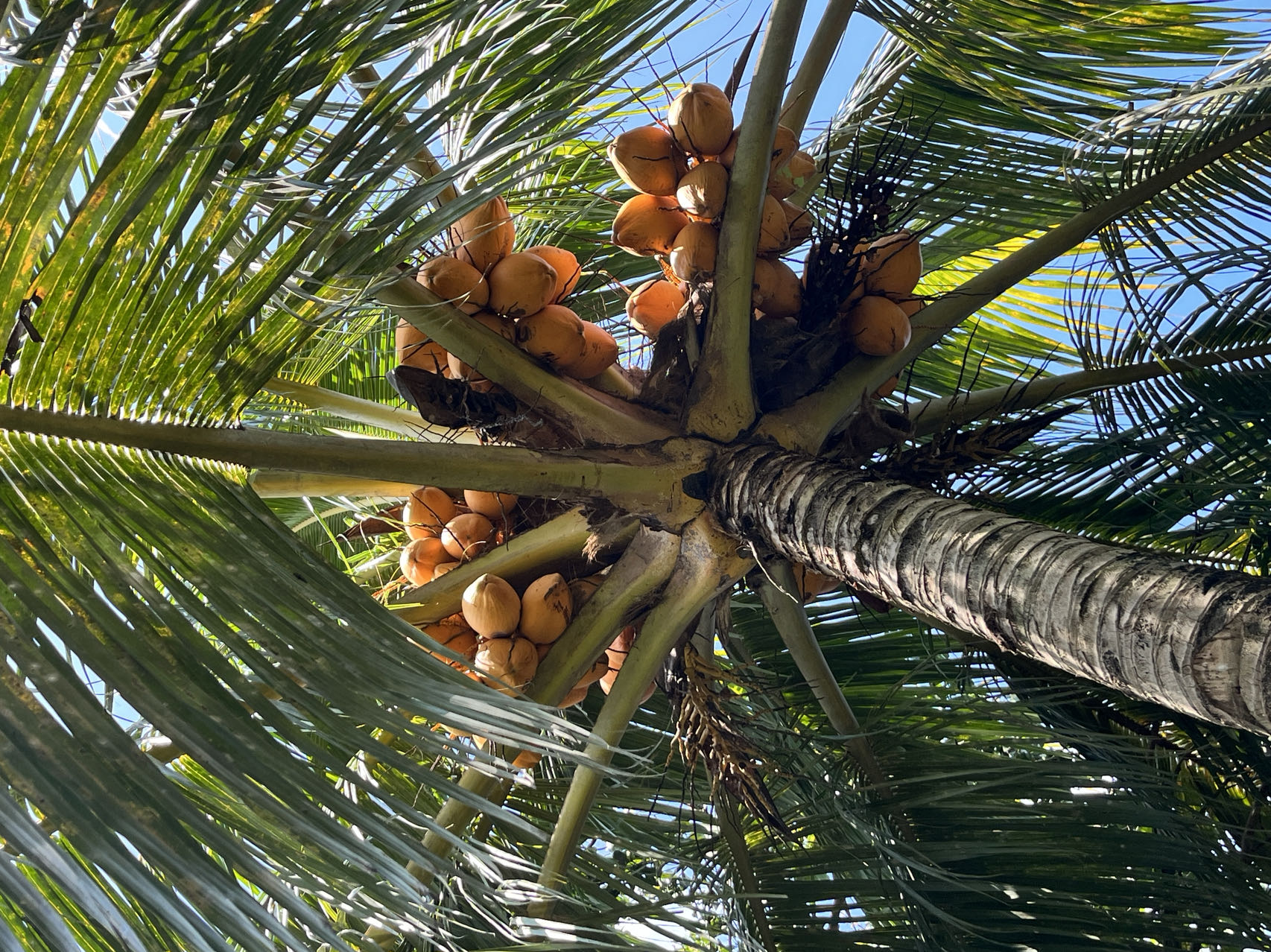 Асфальтовые масляные нагреватели