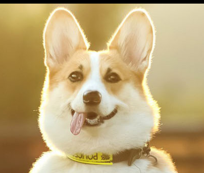 Pet Products Puppy Train Treat Bag: Essential Training Companion