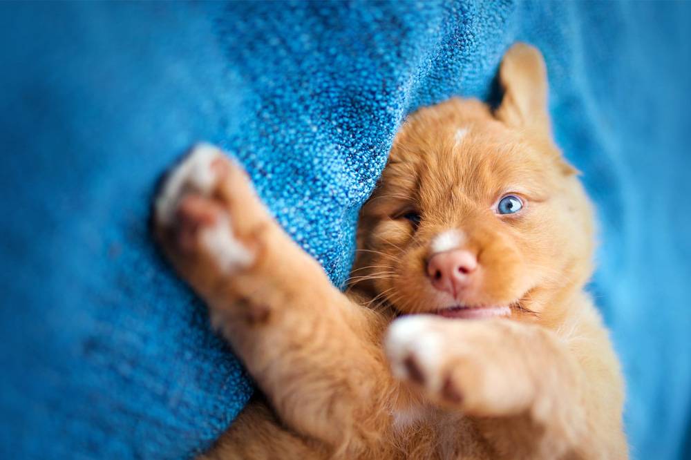 Supplier of puppy evaporative vests for pet products with innovative cooling technology.