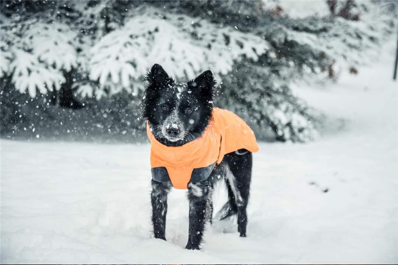 Factory specializing in producing outdoor dog down vests for pets and animals