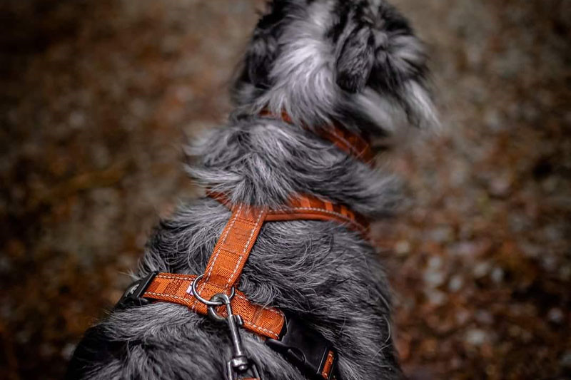 Winter Jackets for Dogs Designed for Men’s Training Needs Winter Jackets for Dogs Designed for Men’s Training Needs