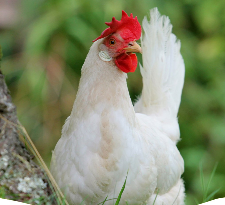 Veterinary Medicine Company Solutions