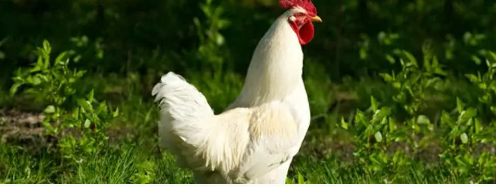 Heartworm Prevention Medication