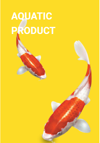 Common aquarium fish disease treatment medication guide