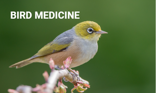 Treating bird eye infections with systemic medicine