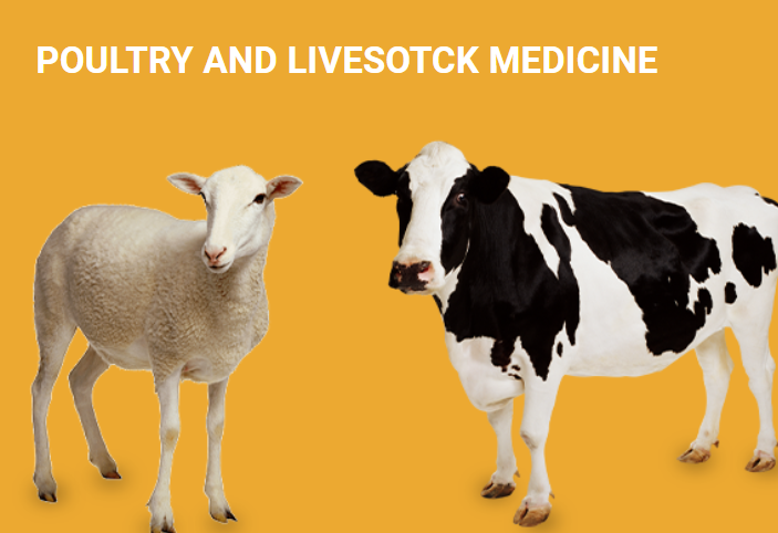 Common Diseases in Chickens And Veterinary Medicine