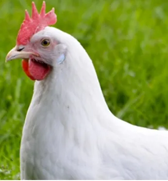 Types of ACE Inhibitors: Classifications and Uses