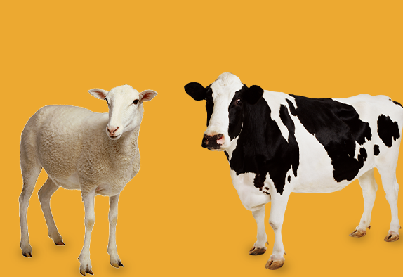 Poultry and Livesotck Medicine