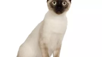 Allegra and Amoxicillin Producers Overview and Key Information for Consumers