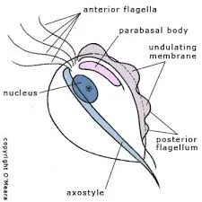 coccidiosis in chickens vaccine factory