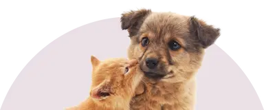 granular copper sulfate factory