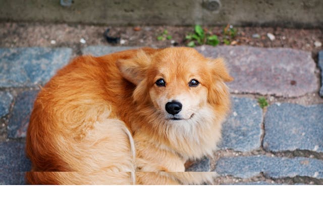 Anthrax Outbreaks in Cattle and Sheep Across China Raise Health Concerns