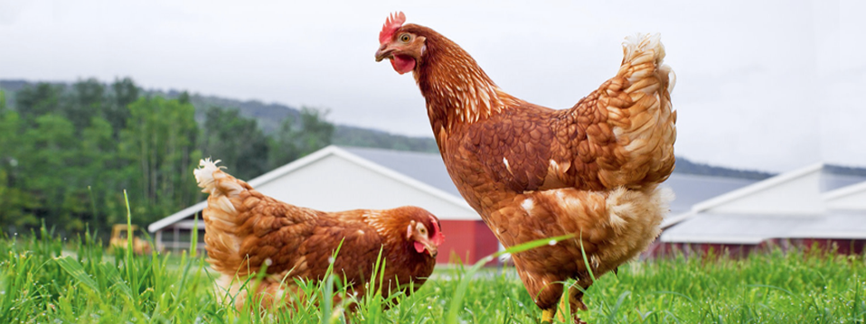 bacillus coagulans mtcc 5856 suppliers