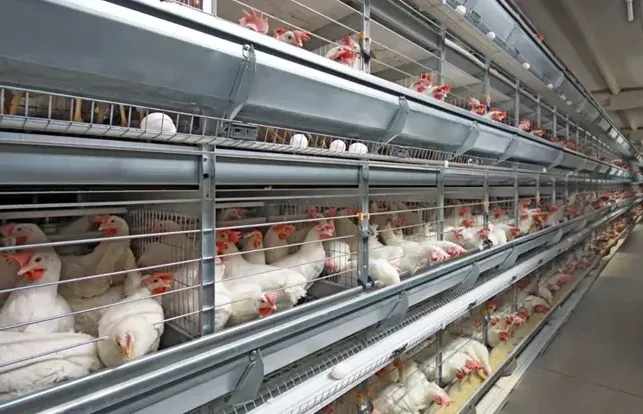 Chick Cage Solutions: Nurturing Young Poultry with Safe and Functional Design