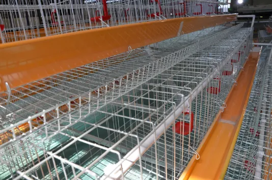 Chicken Transport and Wire Cages: Essential Solutions for Poultry Management