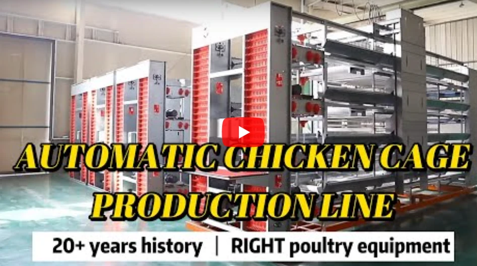 Key Chicken Egg Layer Cages Structure Design Features