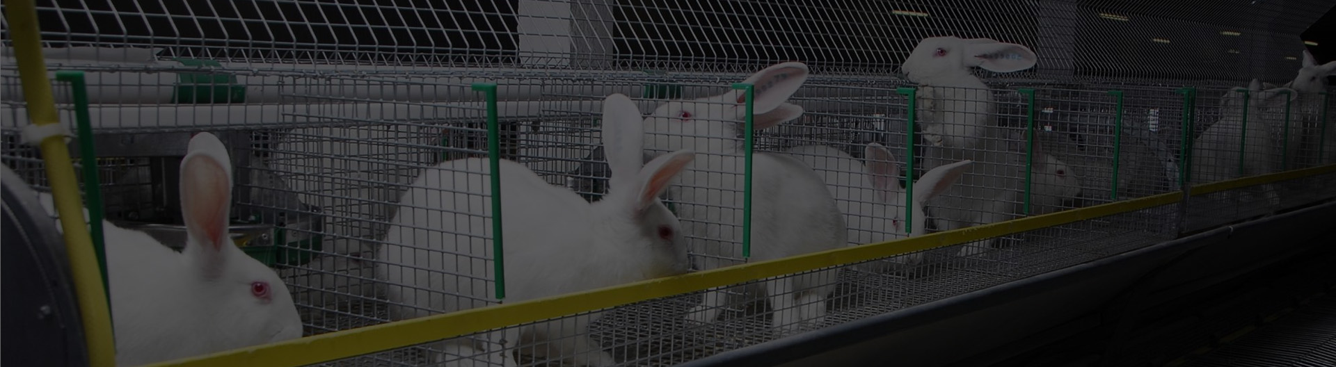 Innovative Automated Poultry Cages for Enhanced Efficiency in Livestock Farming