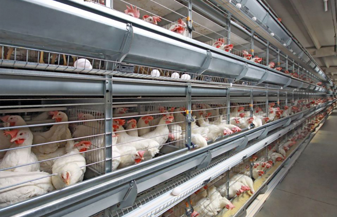Household Guide for Operating an Animal Feed Pellet Production Machine