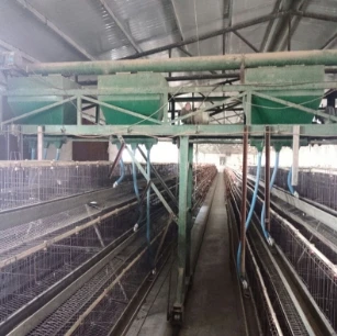 Poultry Breeding and Layer Cages: Optimizing Design for Health and Productivity