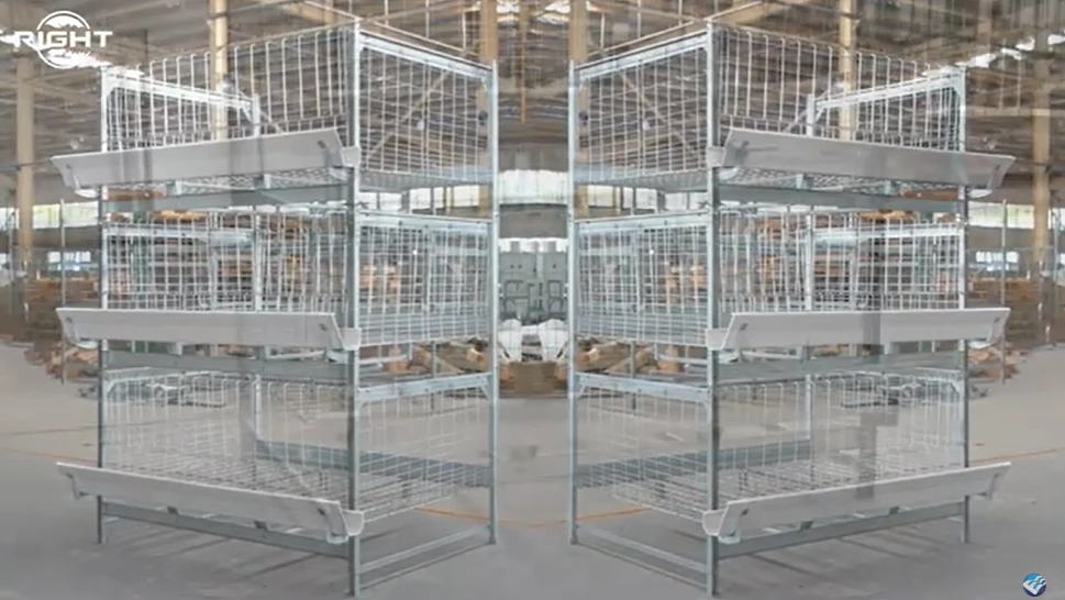 Broiler Growth Performance in Modern Chicken Cage Systems