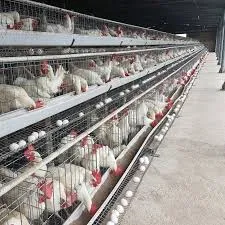 फीड मिक्सर्स उत्पादकांची गुणवत्ता आणि तंत्रज्ञानाची तपासणी