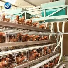 Layer Hen Farming in Battery Cages for Optimal Egg Production and Welfare Practices