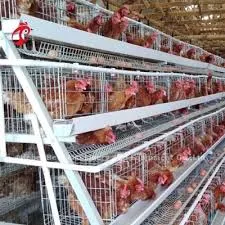 machine egg size grading