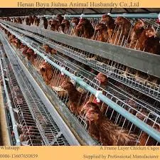 Exploring the Life and Environment of Pigs in a Cozy Pigpen