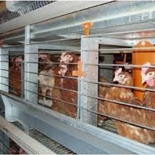 Exploring Modern Chicken Cages for Enhanced Poultry Farming Efficiency