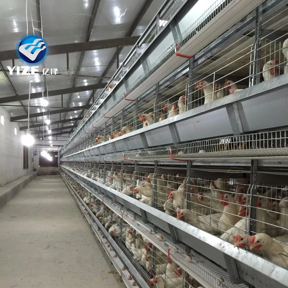 Innovative Choices in Chicken Cages: H-Type and A-Type for Efficient Poultry Farming