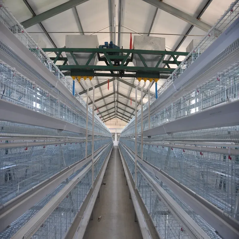 Battery Layer  Cage Systems With Automatic Feeding Machine