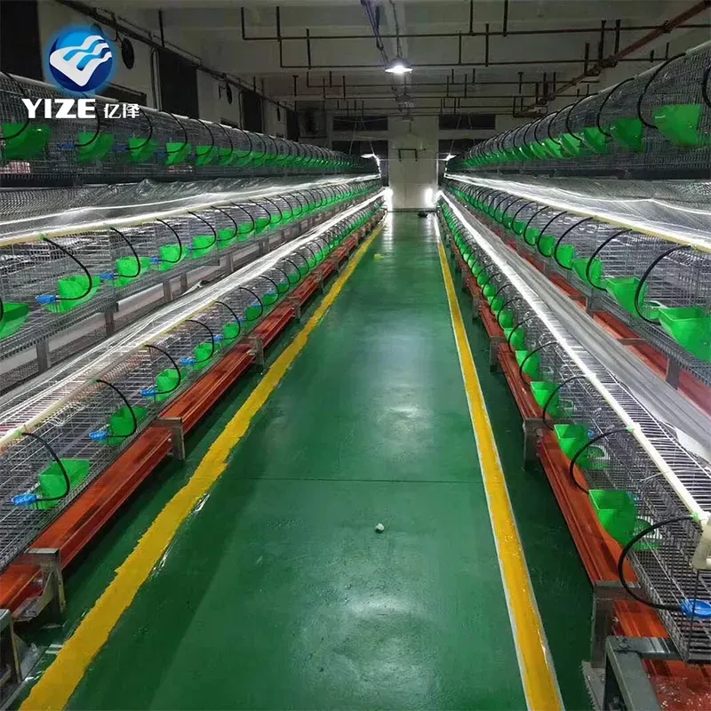 Effective Chick Rearing Techniques in Cages for Optimal Growth and Health Effective Chick Rearing Techniques in Cages for Optimal Growth and Health