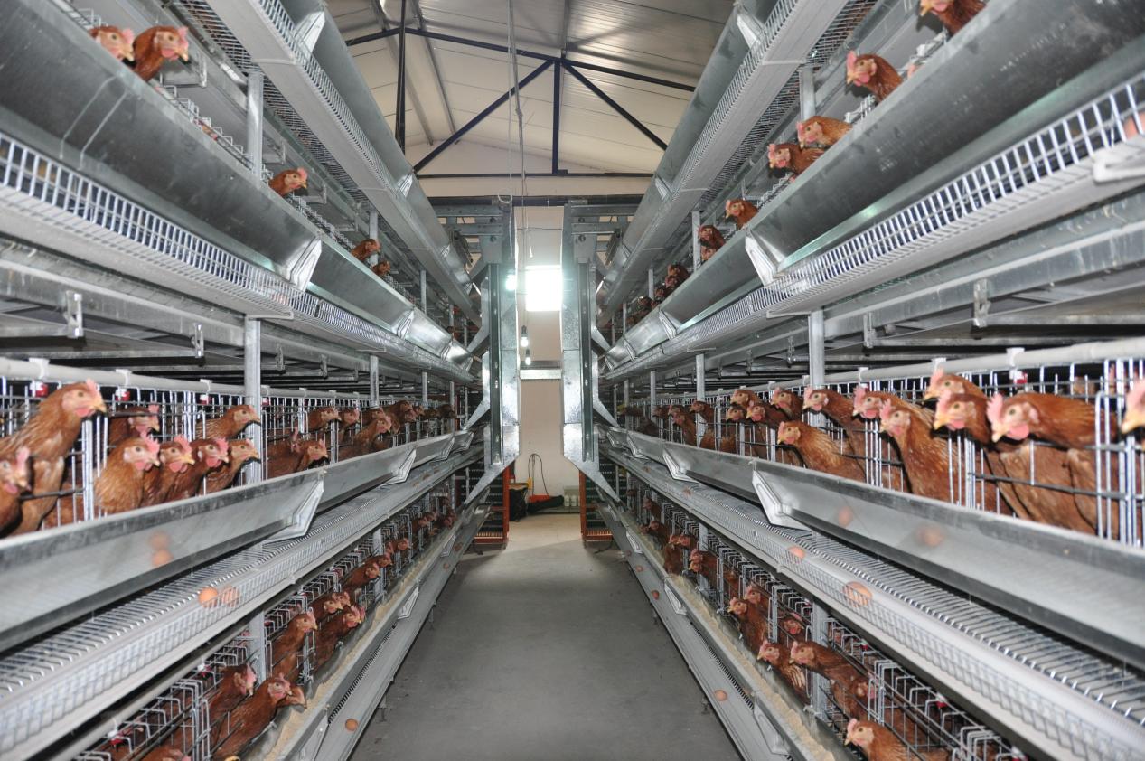 Exploring the Benefits and Applications of Frp Fans in Modern Industries