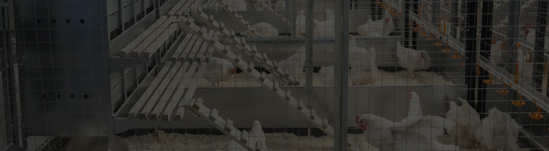 slaughter washer and cleaner slaughter washer and cleaner