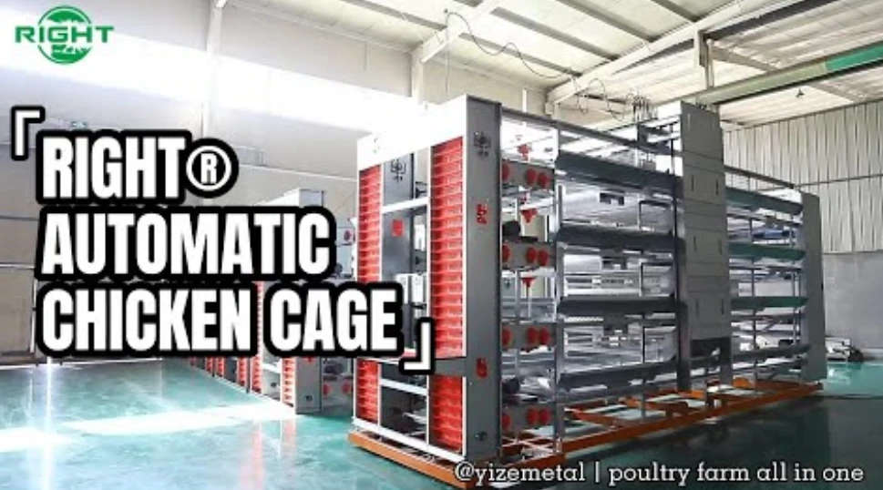 Automatic Chicken Cage Feeding Systems