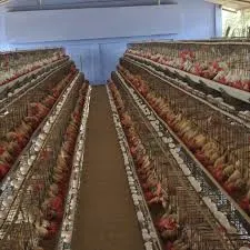 10 advantages of raising chicken in battery cages