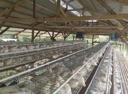 THE BENEFITS OF USING POULTRY CAGES AND WHERE TO BUY ONLINE