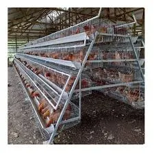 Why raise chicken with chicken cage?