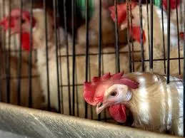 Five Advantages of Using Battery Cages to Raise Chickens