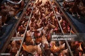Conditions for Chickens in Battery Cages Are More Sadistic Than Most People Realize