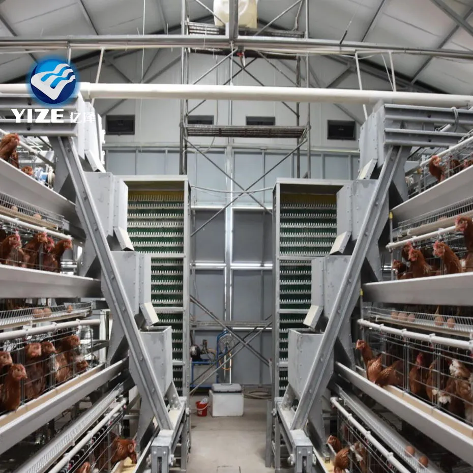 Ethical Considerations in Broiler Chicken Cages and Animal Welfare Practices