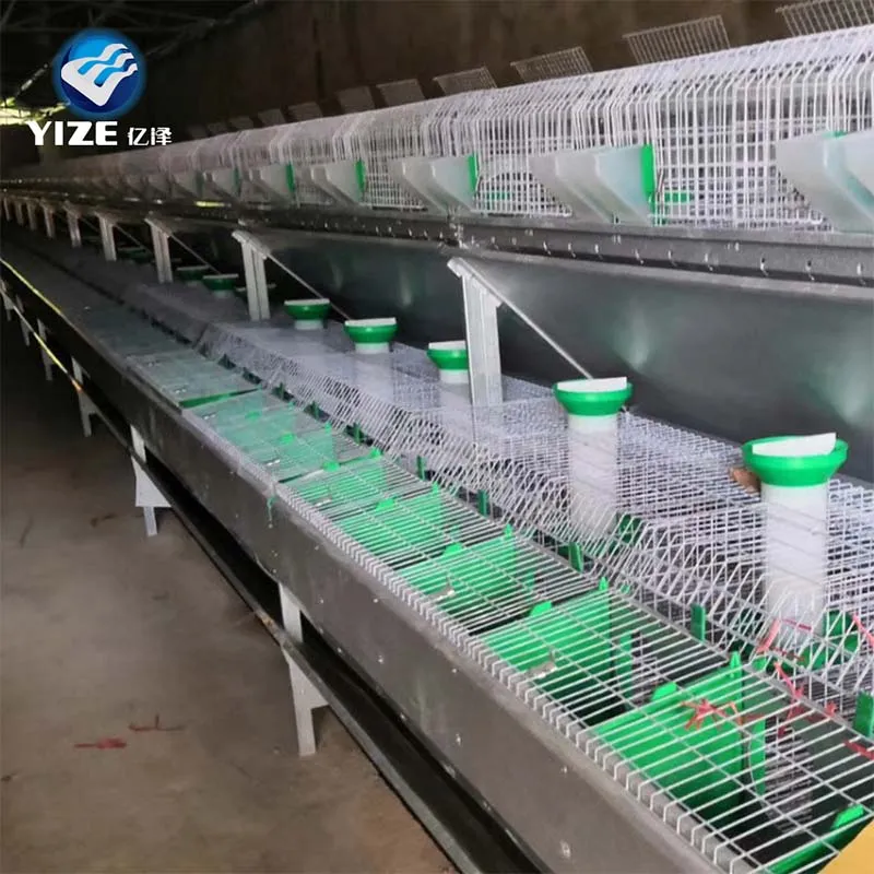 How Cage Size Affects Rabbit Health and Activity Levels