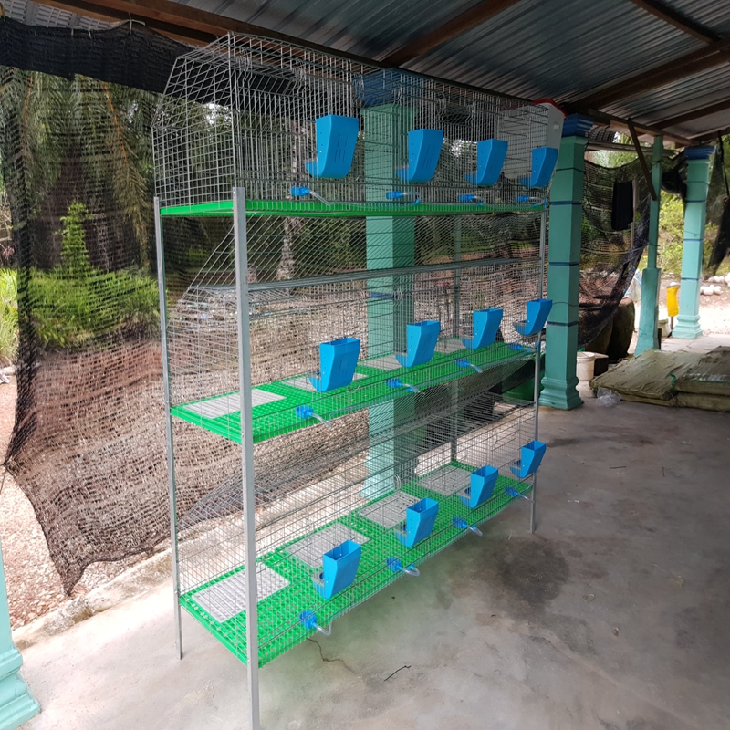 Innovative Plastic Cages for Enhanced Chicken Farming Practices and Welfare