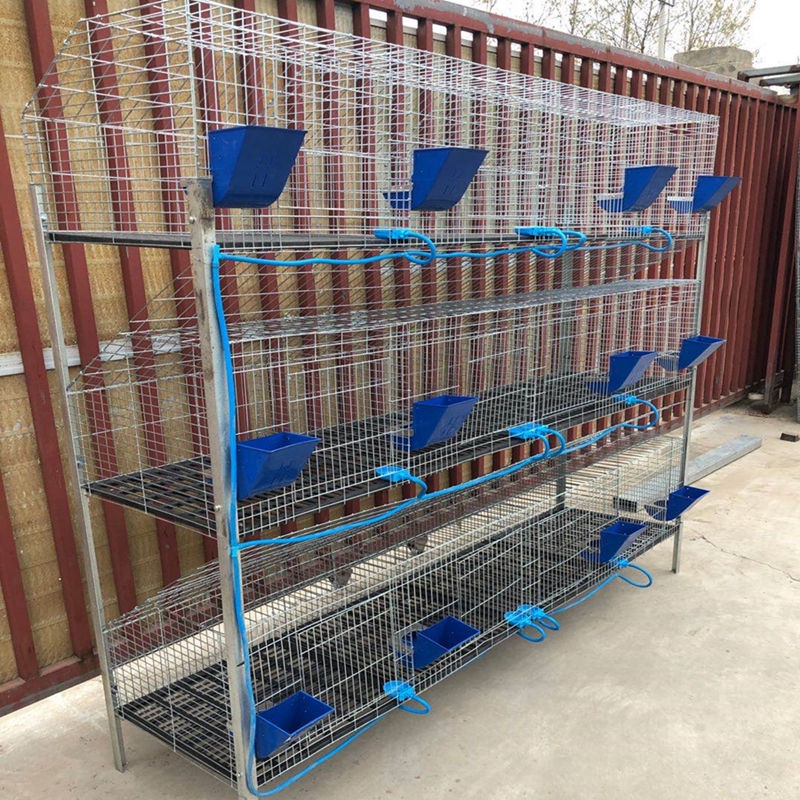 Creating a Comfortable and Safe Home for Your Baby Rabbit in a Cage Setting