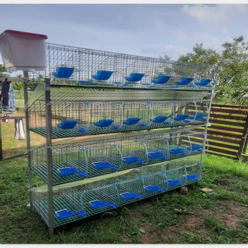 Affordable Commercial Chicken Pluckers Available for Purchase Online Today