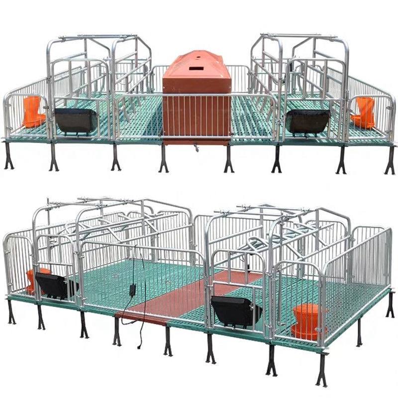 Creating a Comfortable and Safe Environment for Backyard Poultry in a Suitable Cage Design